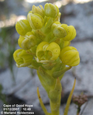 Corycium excisum, Cape Point - Dec. 2007